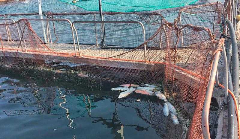 Salmonicultora no reportó mortalidad en tres centros de cultivo