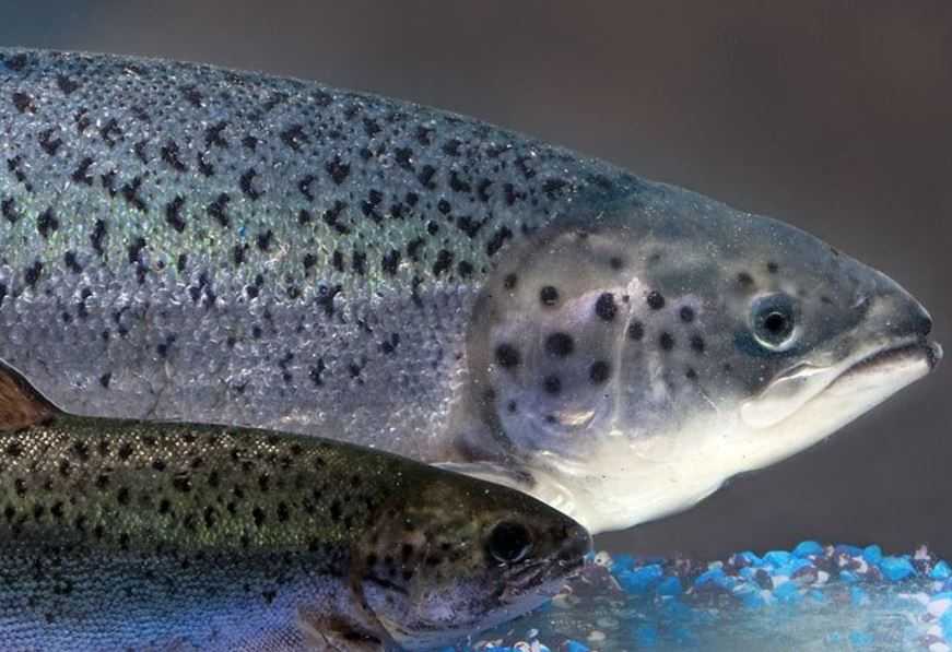 AquaBounty podría empezar a cosechar su salmón transgénico este mes