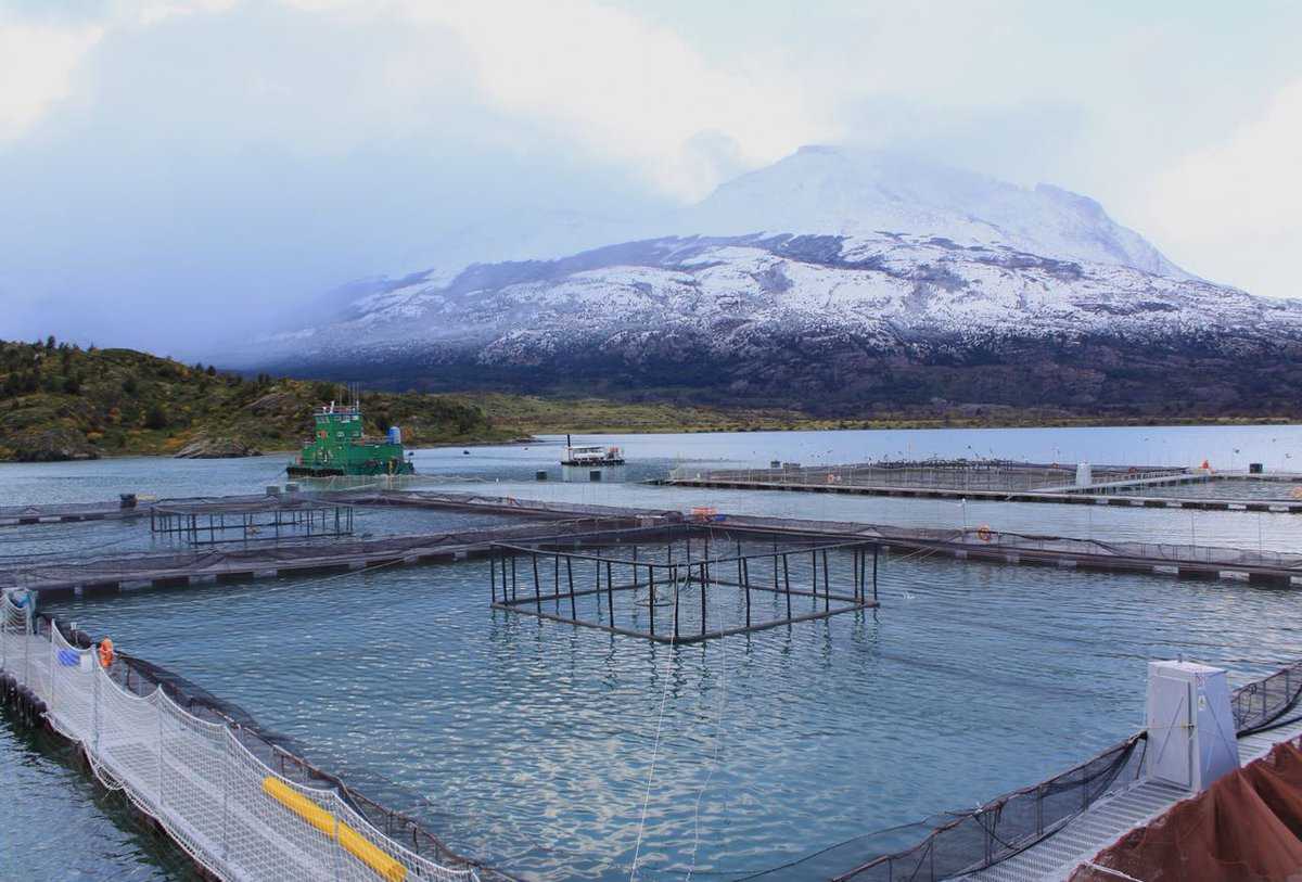En Puerto Varas: Abordarán los desafíos de la tenacibaculosis para la industria del salmón