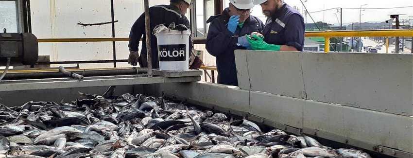 Pese a la pandemia: Exportaciones pesqueras y acuícolas del Biobío se mantienen estables