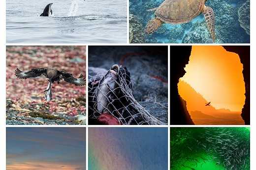 Desde el 2003: Concurso busca las mejores imágenes de ecosistemas acuáticos de Chile