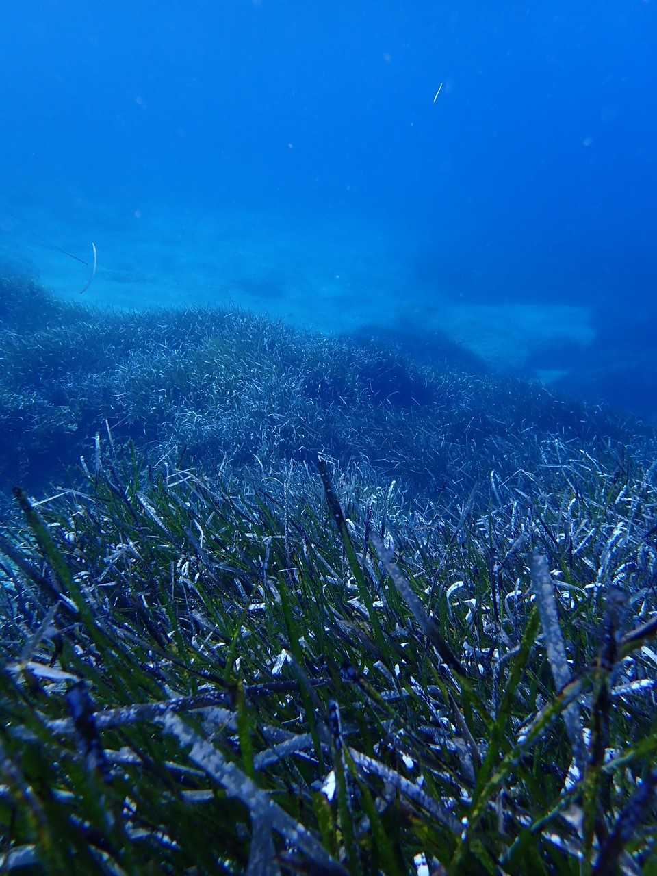 Las especies marinas podrían migrar hacia zonas más profundas debido al cambio climático