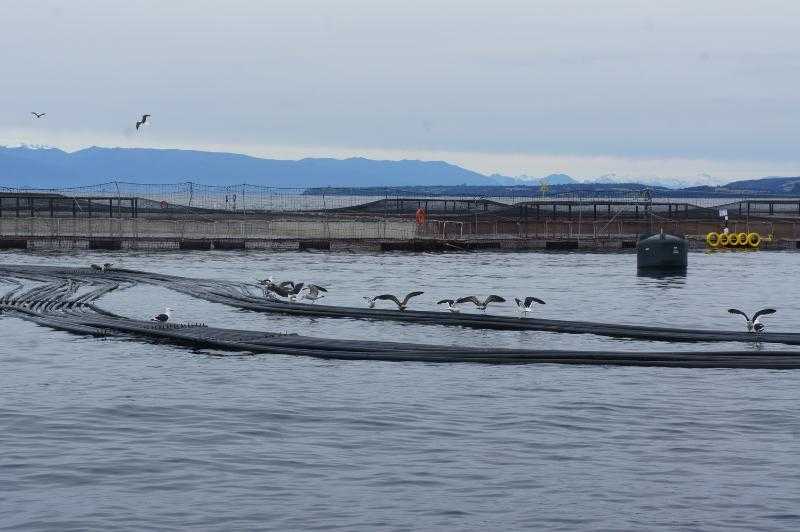 Publican propuesta de indicadores ecosistémicos para el desempeño ambiental de la salmonicultura