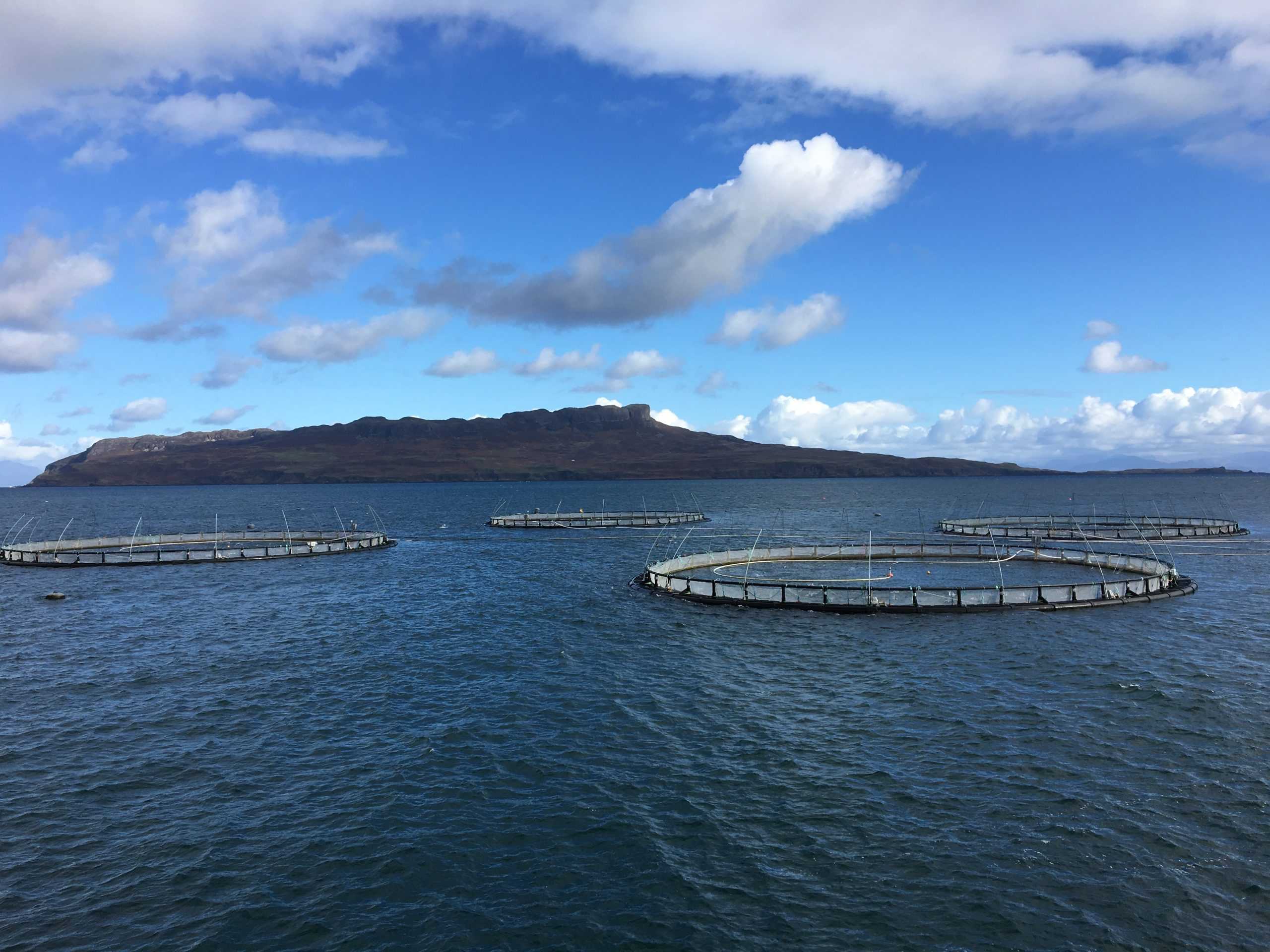 Escocia: Lanzan fondo de innovación para ayudar a la acuicultura