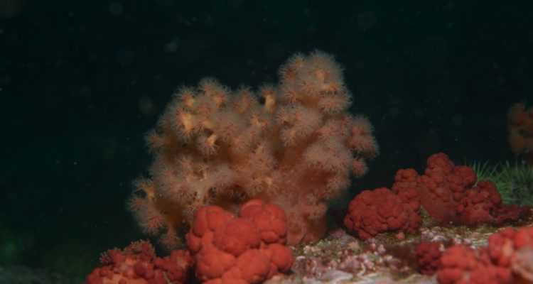 Evalúan la vulnerabilidad de los corales de agua fría ante el cambio climático