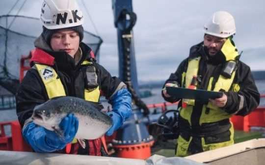 Coronavirus es el único «pero» en exportaciones de salmón de Noruega