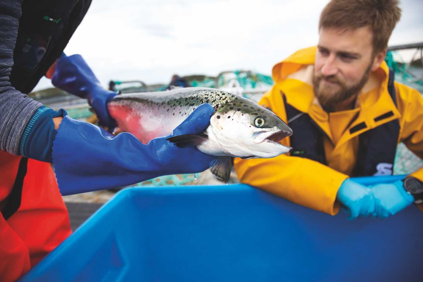Benchmark Animal Health lanzó encuesta global sobre salud de peces