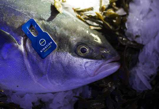 Nutreco invierte en Kingfish Zeeland para impulsar producción de seriola en sistema RAS
