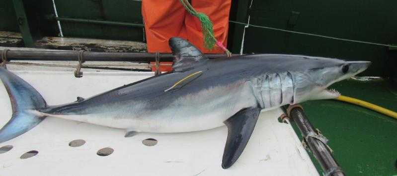 En Chile: Organizan talleres para las pesquerías de tiburones mako y azulejo