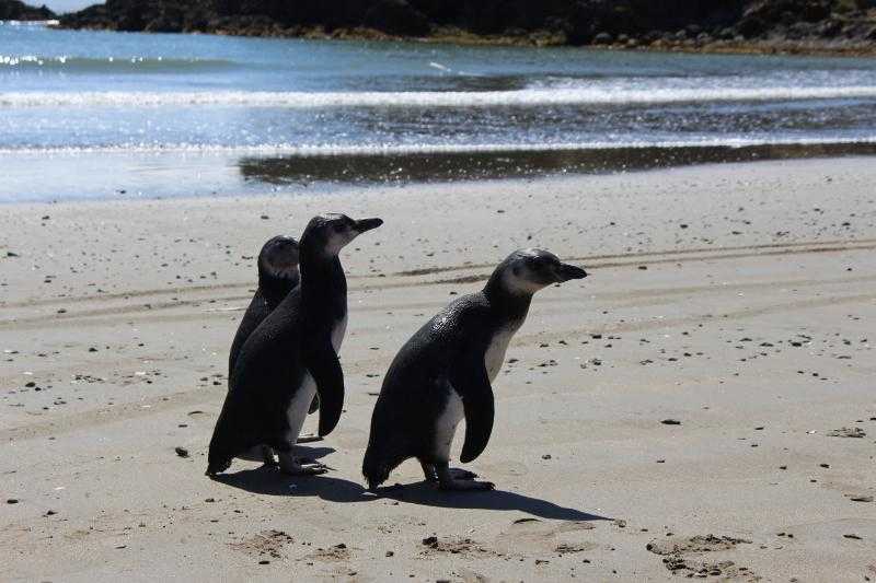 Día Mundial de la Vida Silvestre: Reinsertan tres pingüinos en Chiloé