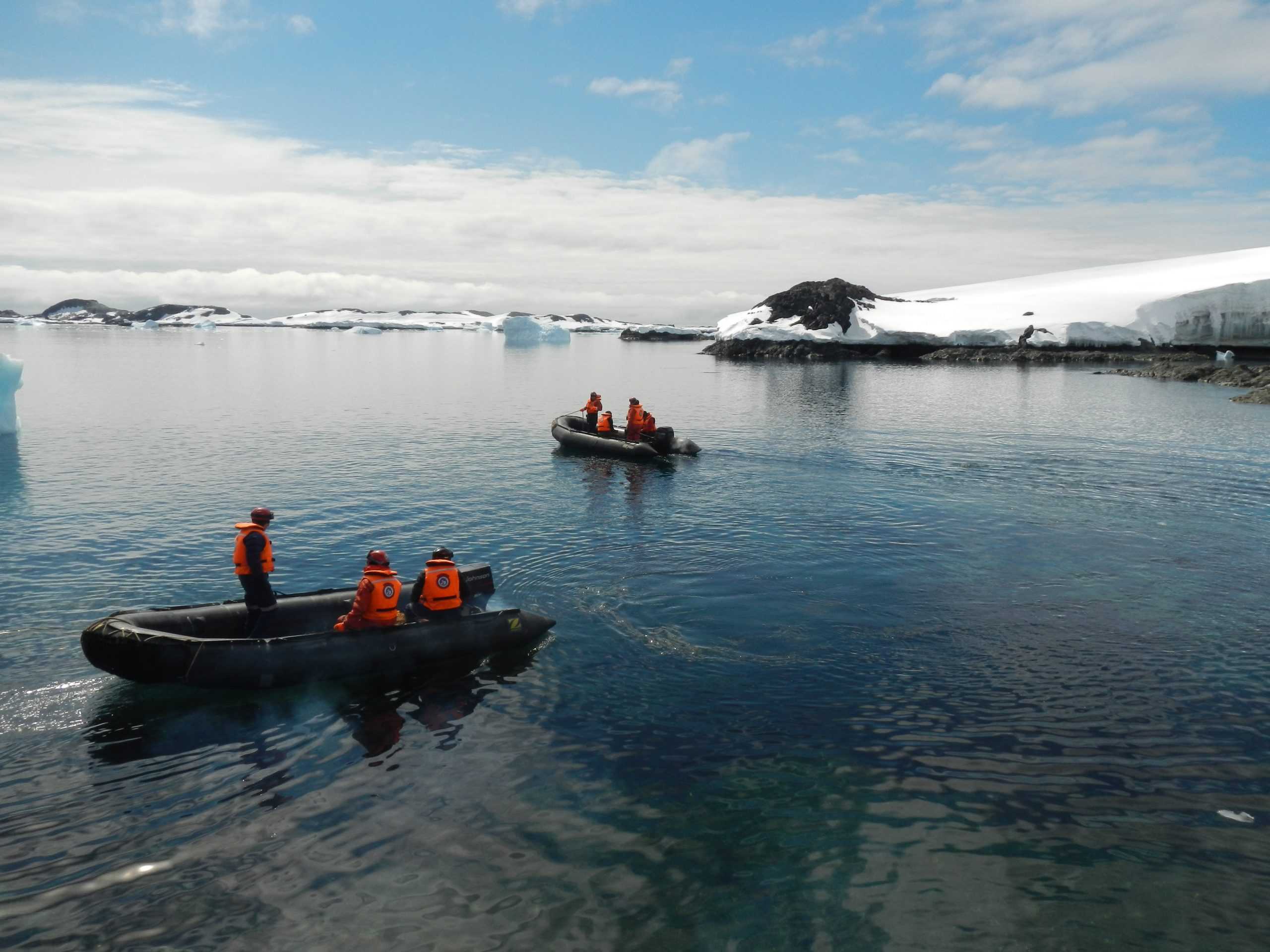 Detectan presencia de choritos en la Península Antártica
