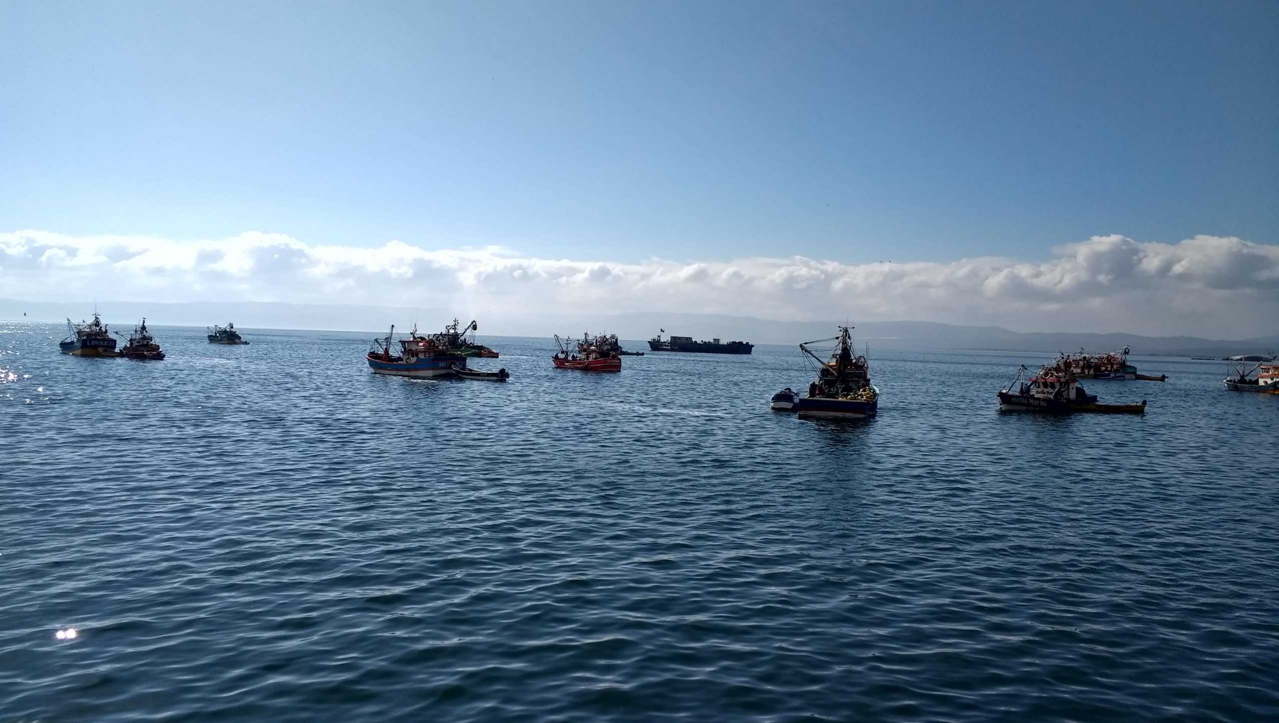 Conapesca exige renuncias ante revisión de cuotas de la sardina y anchoveta