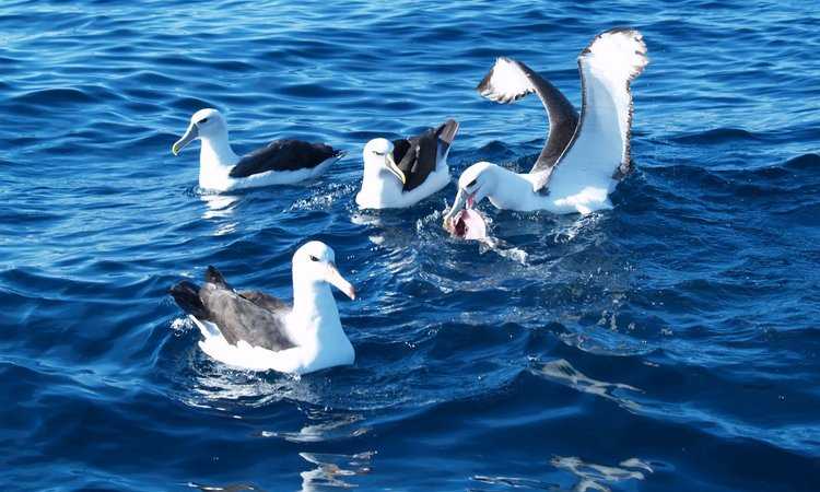 Chile suscribe en India acuerdo para proteger al albatros de las Antípodas