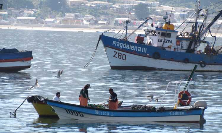 Pescadores valoran ley que les permite capturar remanentes del 2020
