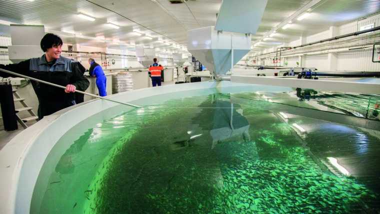 Alltech Coppens: Lanzan guía sobre sistemas de recirculación en acuicultura