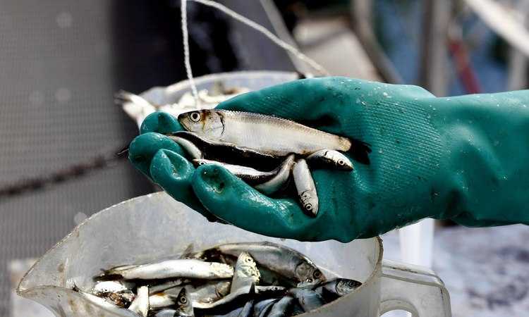 Abren convocatoria dirigida a ex trabajadores y ex trabajadoras de la industria pesquera