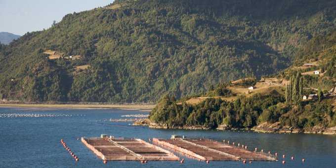Piden mantener moratoria a concesiones salmonicultoras en el sur de Chile