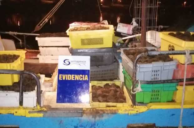 Hualaihué: Detectan casi 2 toneladas de erizos sin acreditación de origen legal
