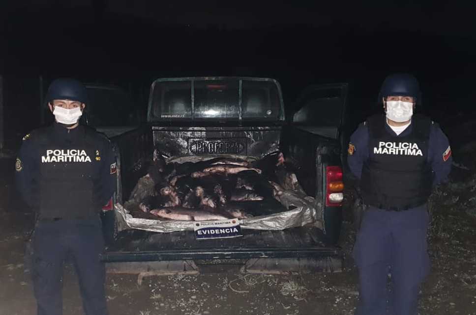 En toque de queda: Incautan 300 kilos de salmones en Puerto Montt
