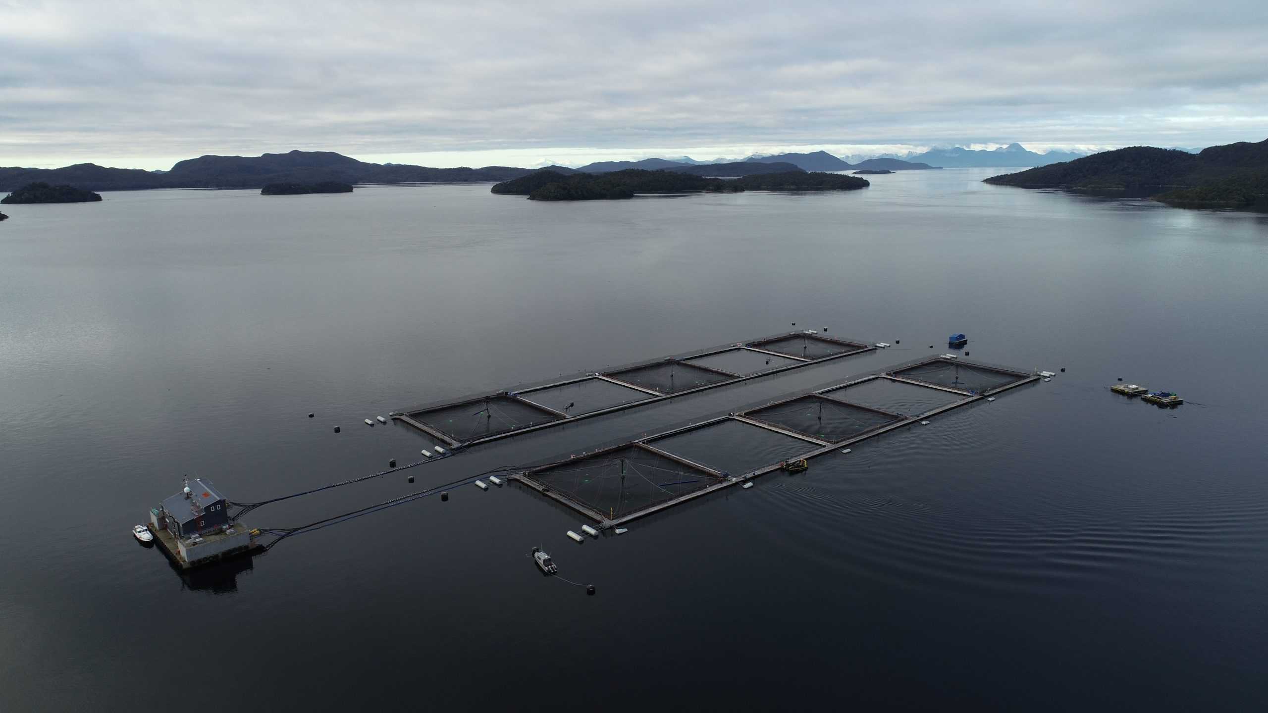 En el 2T: Mowi cosechó 15.000 toneladas de salmónidos en Chile