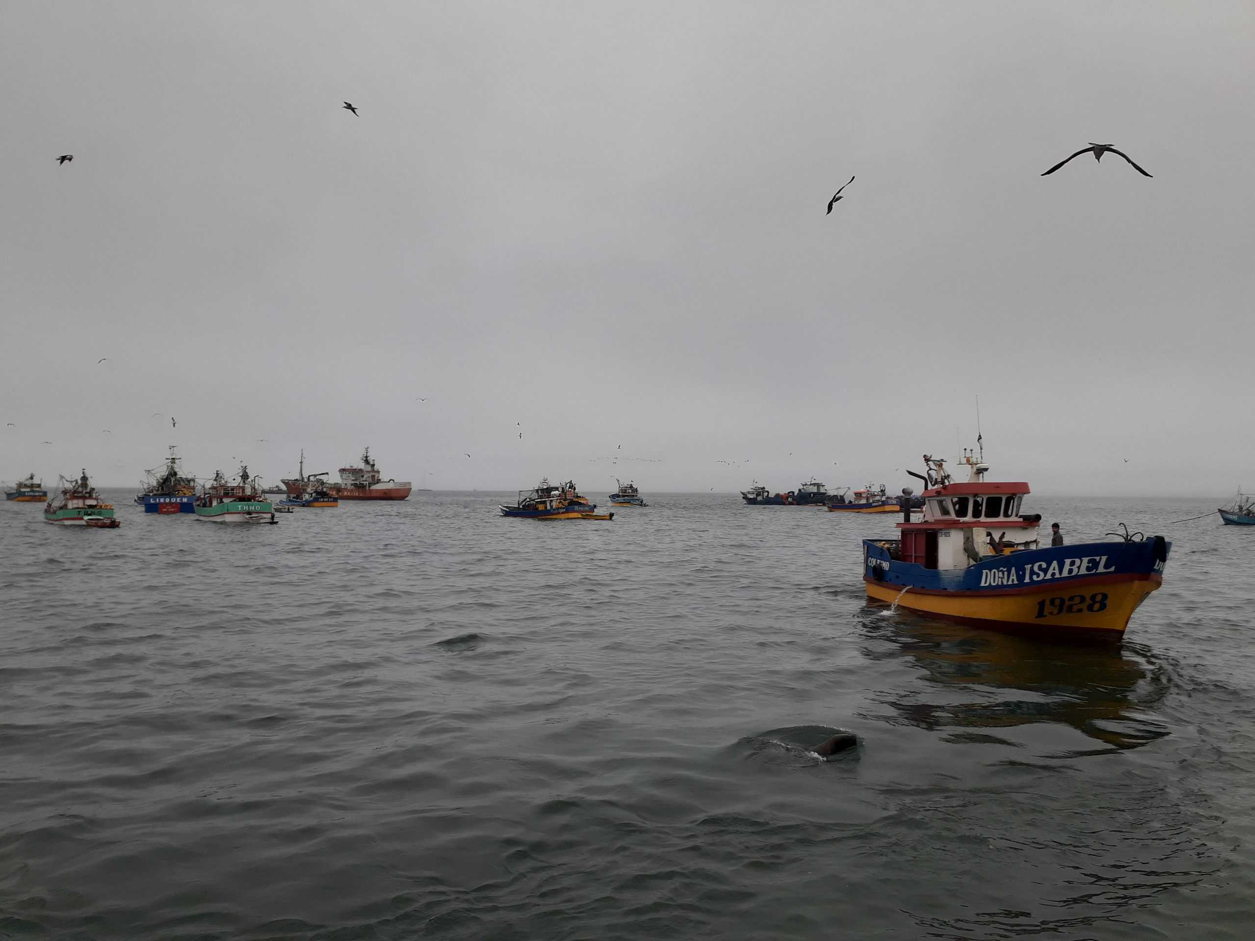 Sernapesca detectó lanchas en la primera milla costera, zona exclusiva para naves menores