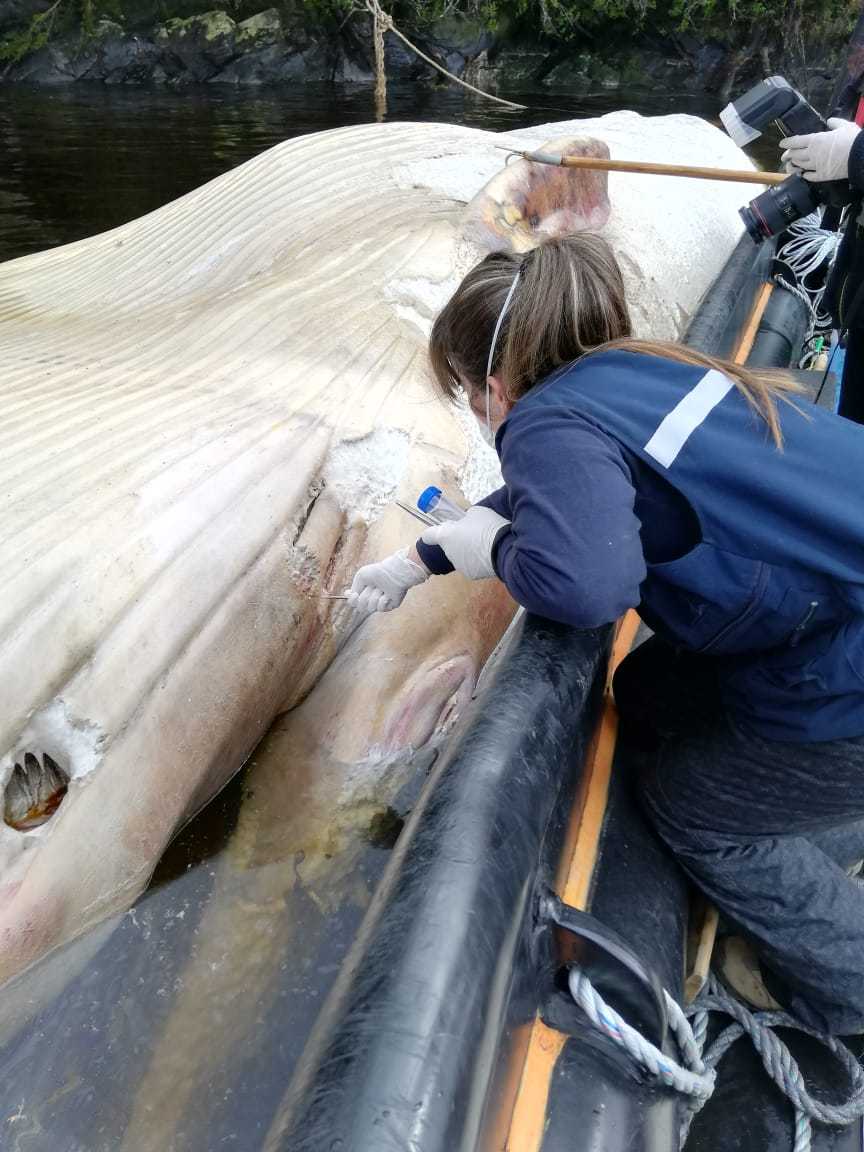 Examinan ballena que murió enmallada en centro salmonicultor