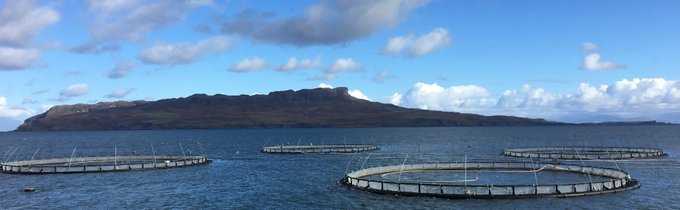 ASC explica la nueva revisión a su estándar de salmón y por qué es importante