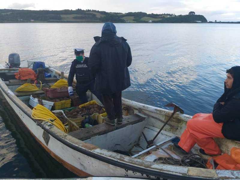 Armada incauta 300 kilos de erizos en Chiloé