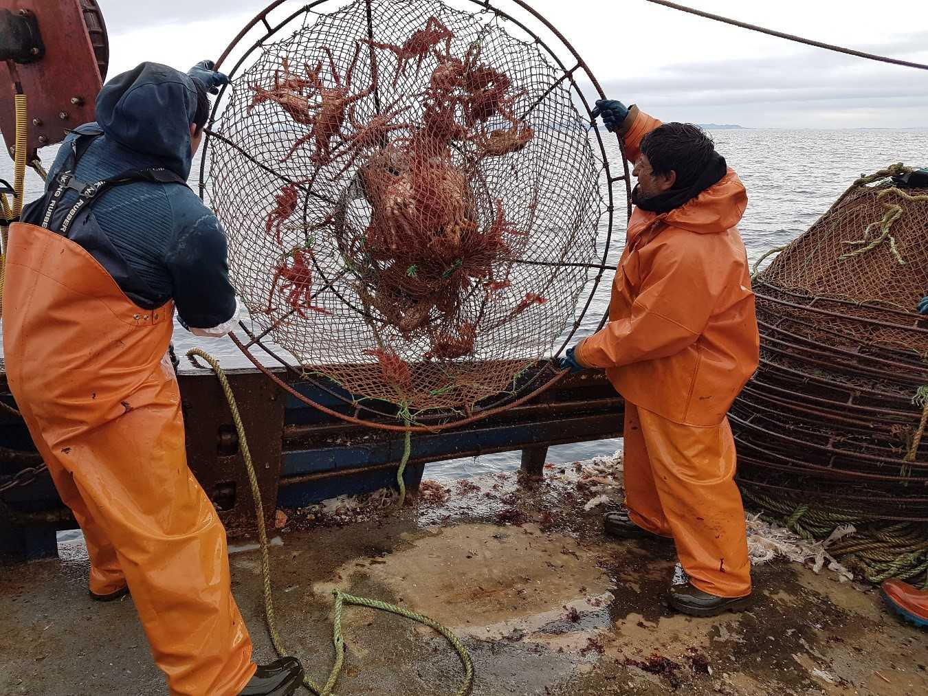 Investigación se centra en la explotación ecosistémica de la centolla en Magallanes