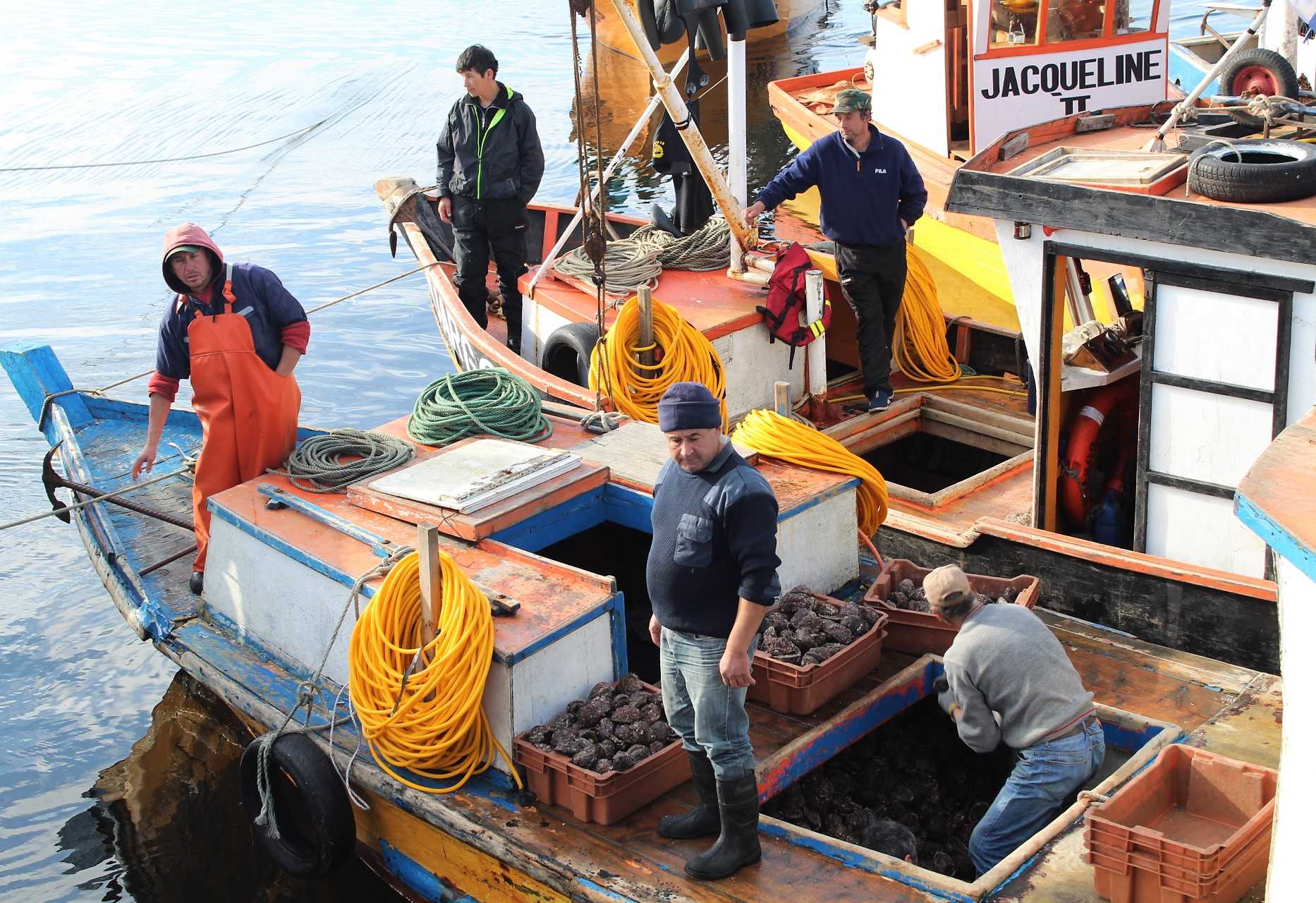 Pescadores de Maullín obtienen certificación Fair Trade para comercializar locos
