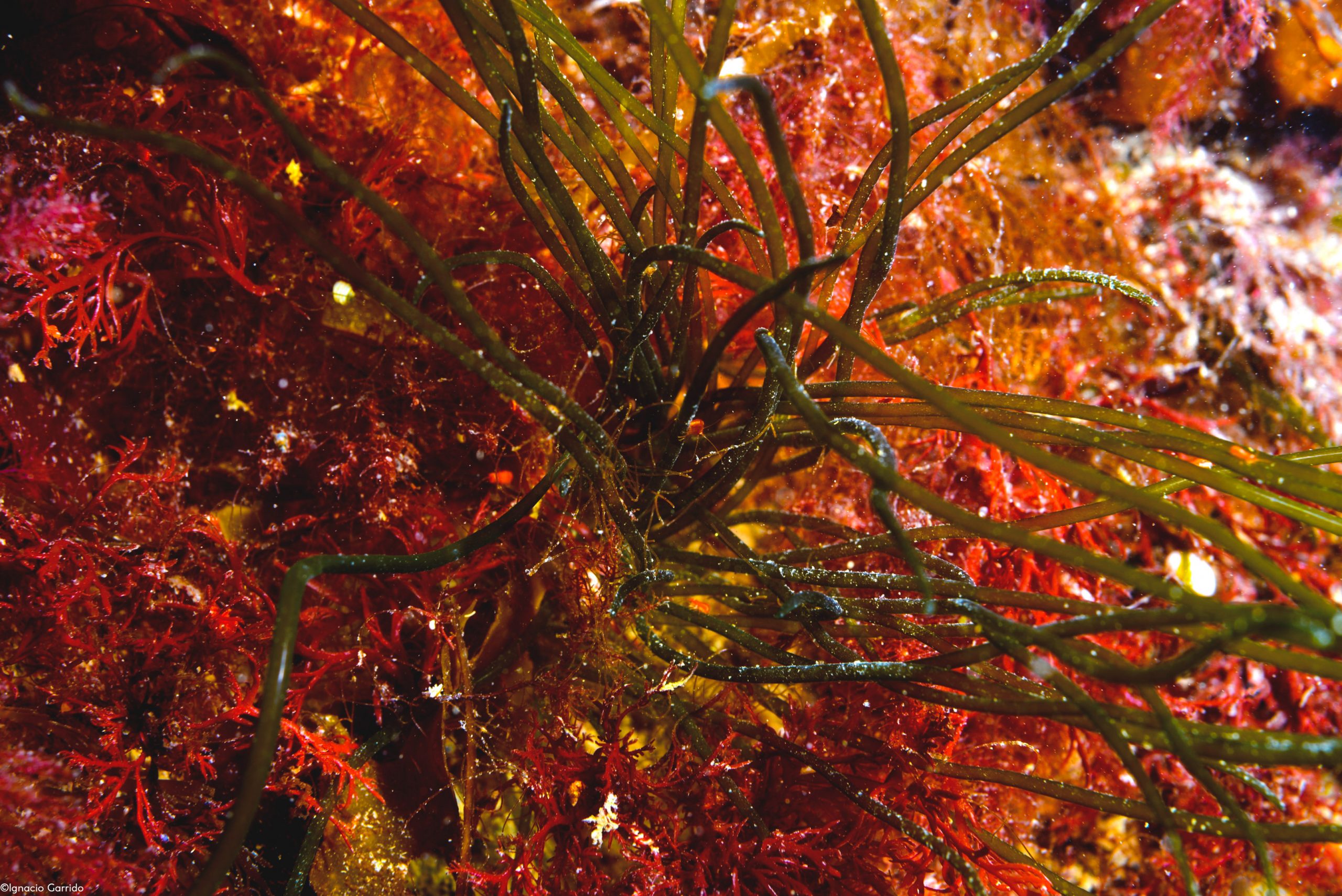 Nuevo libro presenta resultados sobre el rol de las algas antárticas ante el cambio climático
