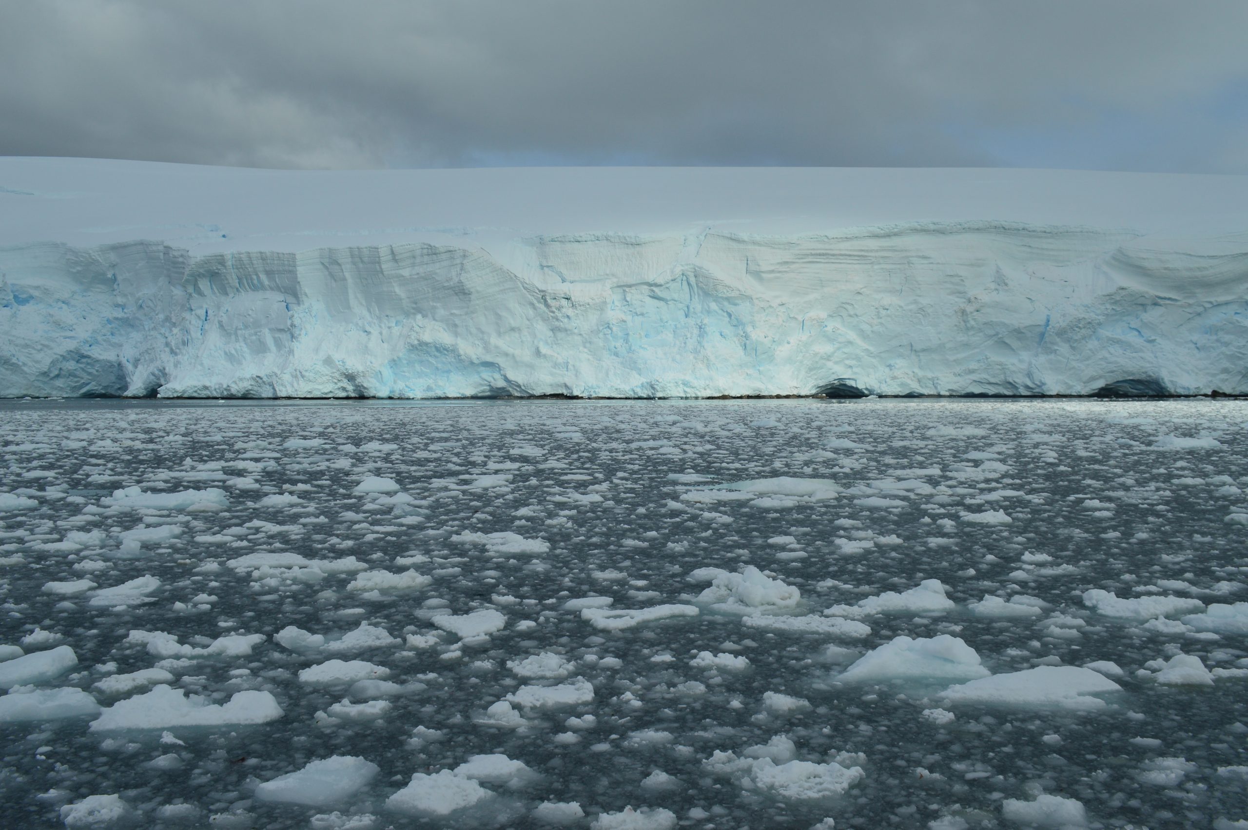 Microalgas entregan respuestas del cambio climático en la Antártica