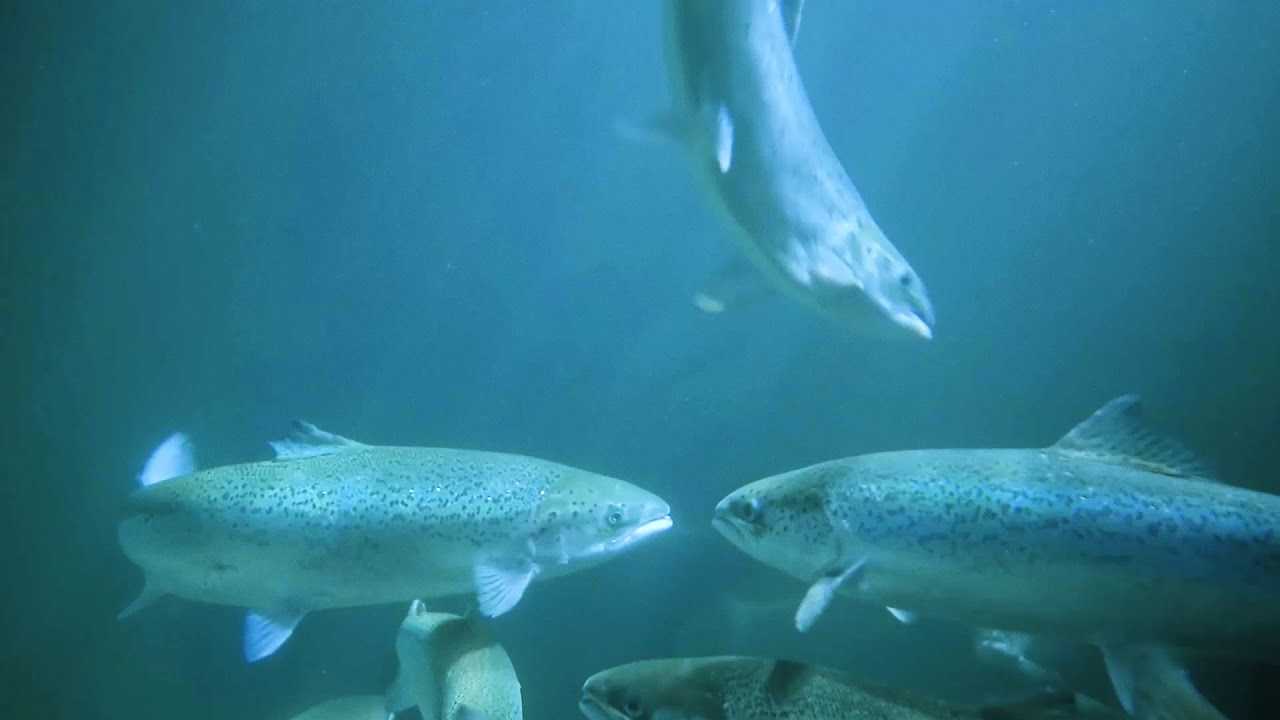 Noruega: Andfjord Salmon accede a la Bolsa de Oslo y espera acelerar sus planes de producción en tierra