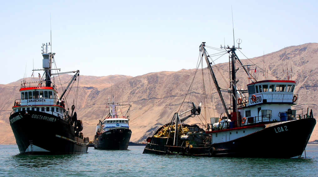 Informe SOFIA: Aumento de 7% en la producción pesquera mundial se debe a la recuperación de la anchoveta chilena y peruana