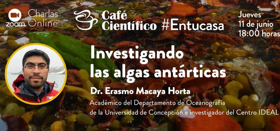 Realizarán café científico con charla sobre algas antárticas