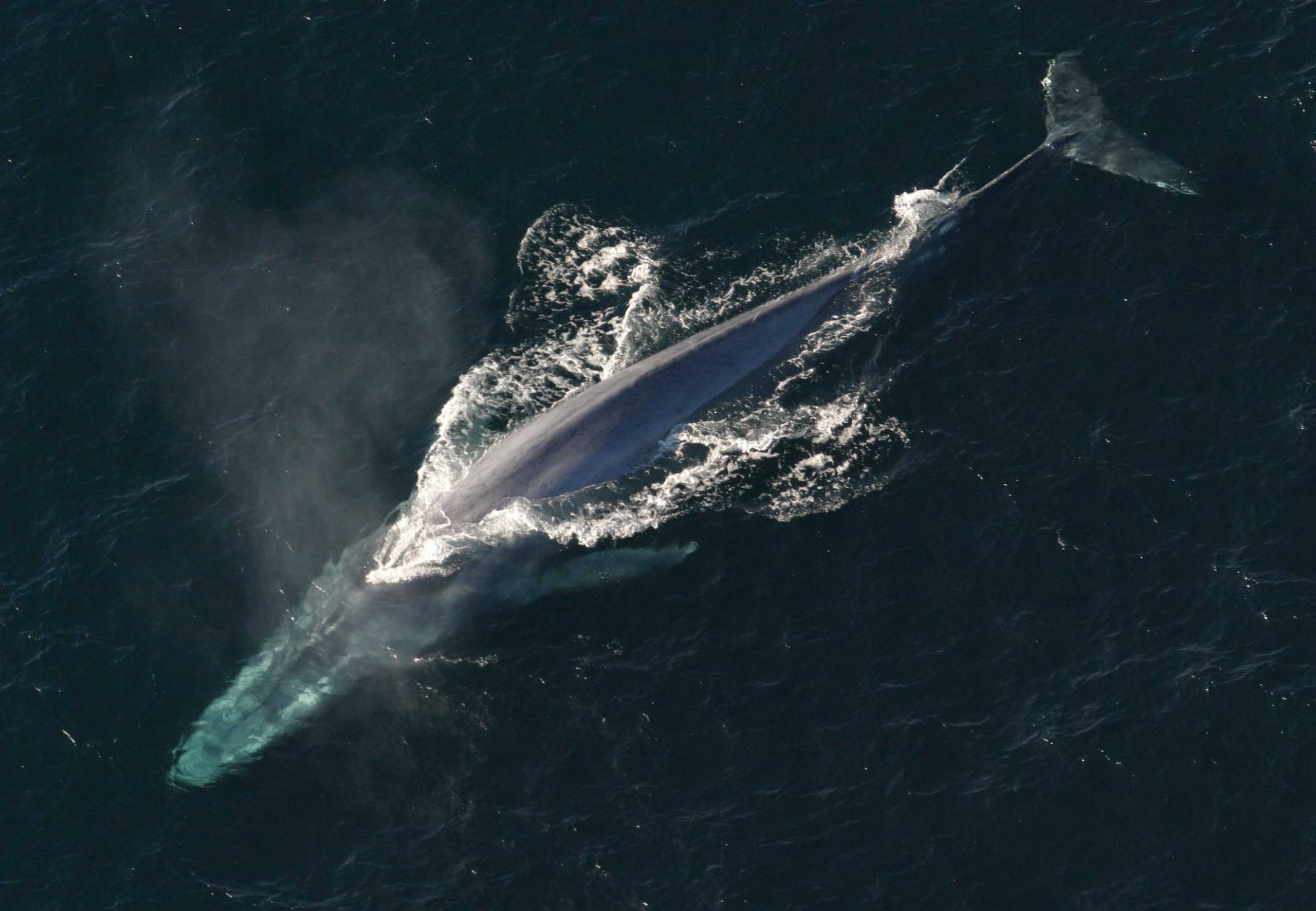Científicos detectan disminución en tono del canto de ballena azul del Pacífico sur