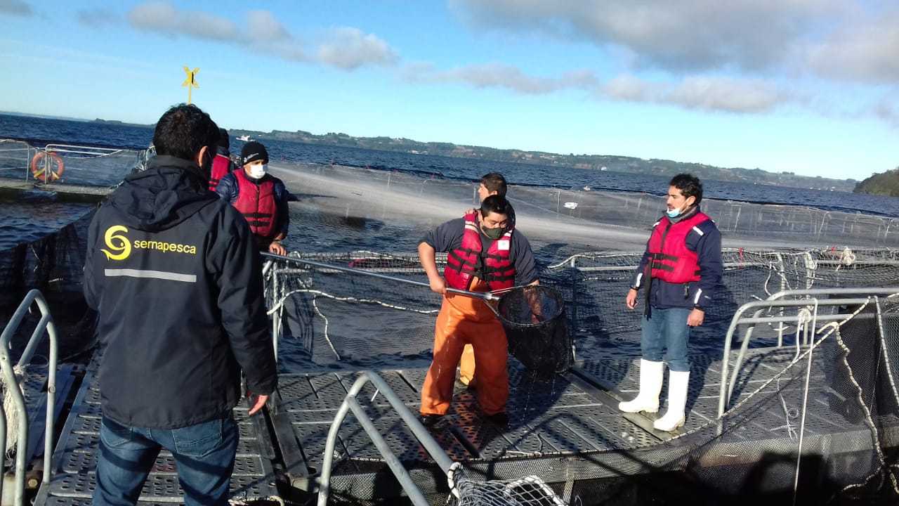 Fiscalizan escape de salmones desde centro de smoltificación ubicado en el Lago Llanquihue