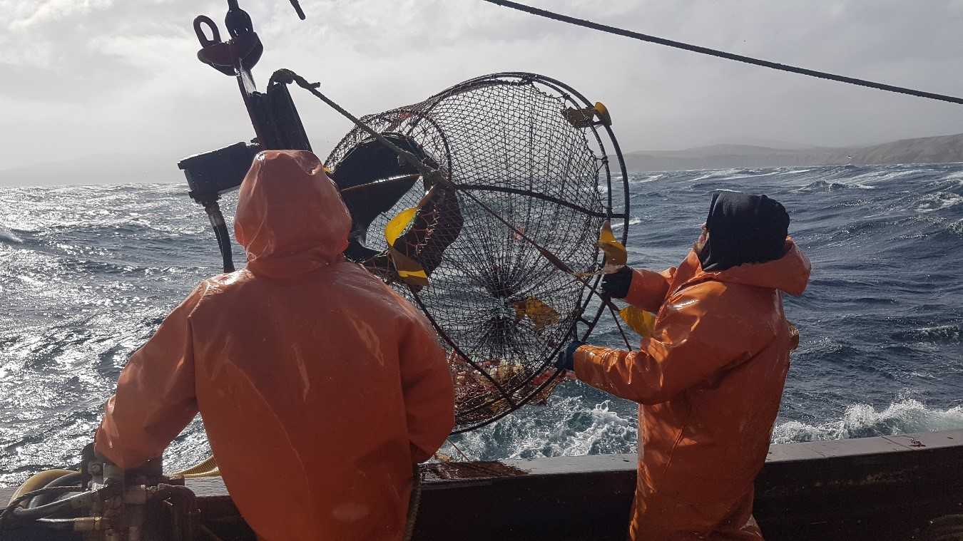 Científicos chilenos y argentinos planifican nuevas líneas de trabajo sobre pesquería de la centolla