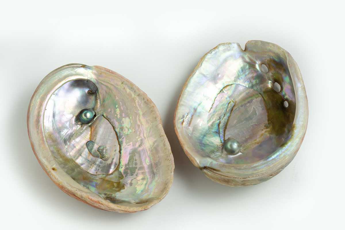 Universidad chilena obtiene patente para producir perlas de abalón