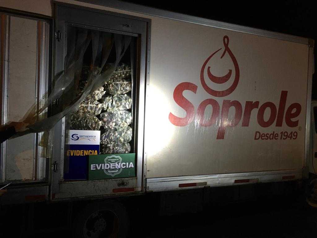 Detectan 8,1 toneladas de cholgas ocultas en camión rotulado con marca de lácteos