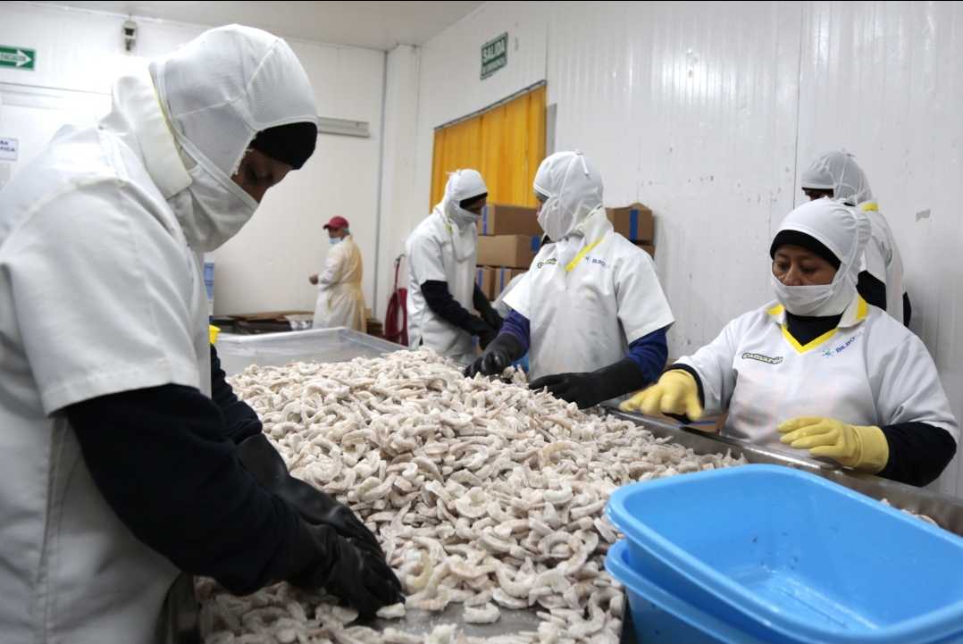 Gobierno chino señala avances positivos para levantar suspensión a tres plantas de camarón ecuatorianas