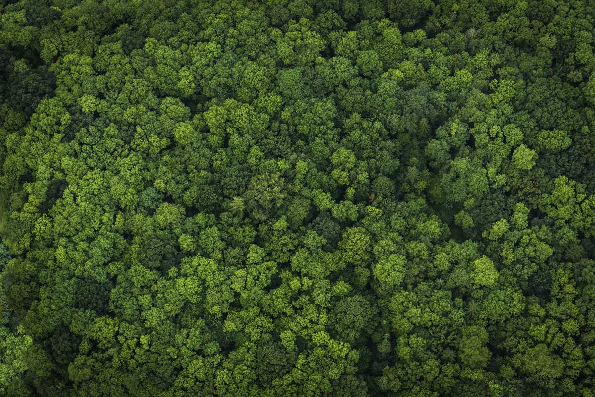 Proveedores de soya de Mowi se comprometen a un suministro 100% libre de deforestación
