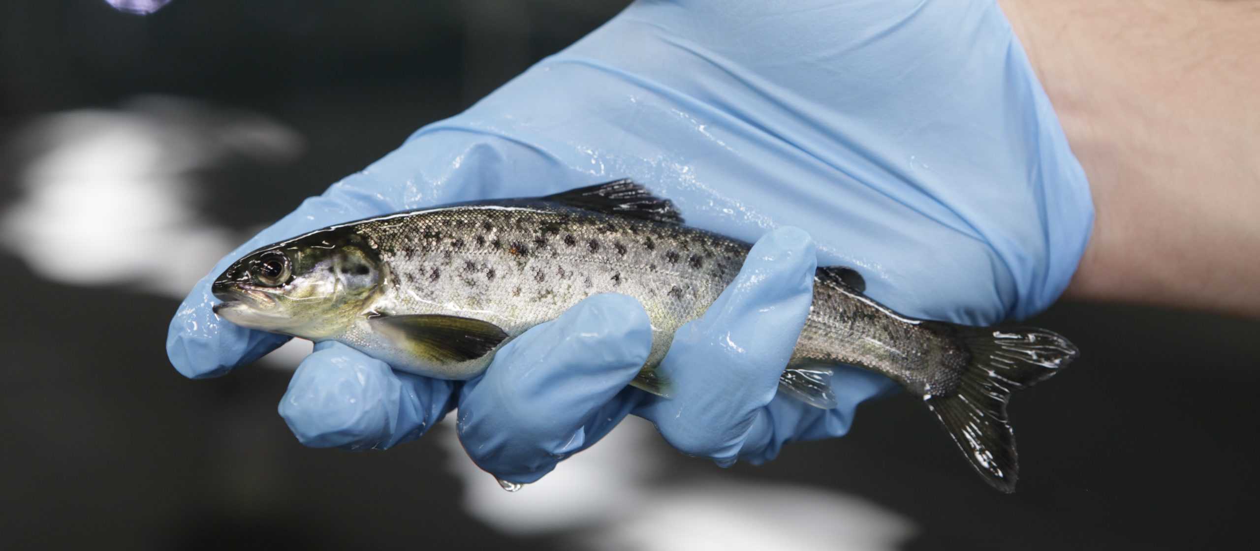 Salmonicultura chilena muestra importante avance en reducción de uso de antibióticos