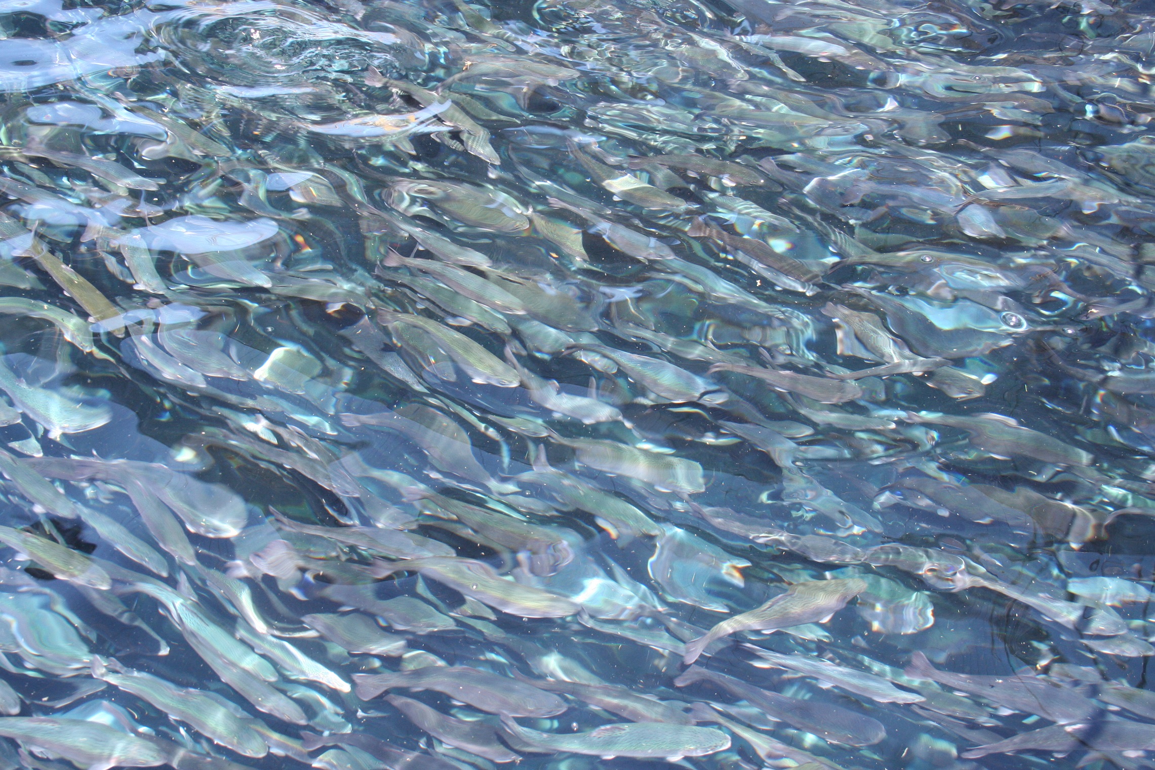 Escapes de peces: WWF solicita revisión de los criterios para infraestructura acuícola