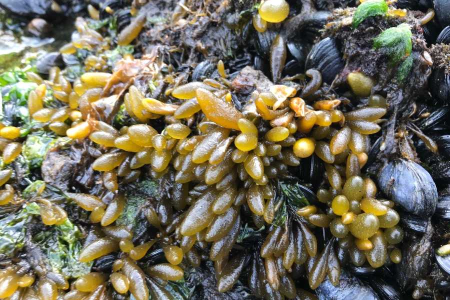 Publican guía fotográfica gratuita de algas marinas de Tierra del Fuego