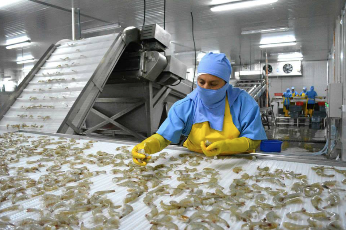 Ecuador vacuna al 100% del personal de primera línea de empresas exportadoras de camarón