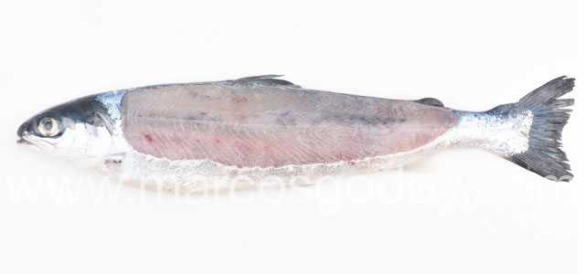 Estudian la melanosis muscular difusa en smolt de salmón Atlántico