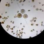 [LA + LEÍDA EL JUEVES] Monitoreo de mitílidos de IFOP registra nuevo periodo de larvas de choritos en Los Lagos