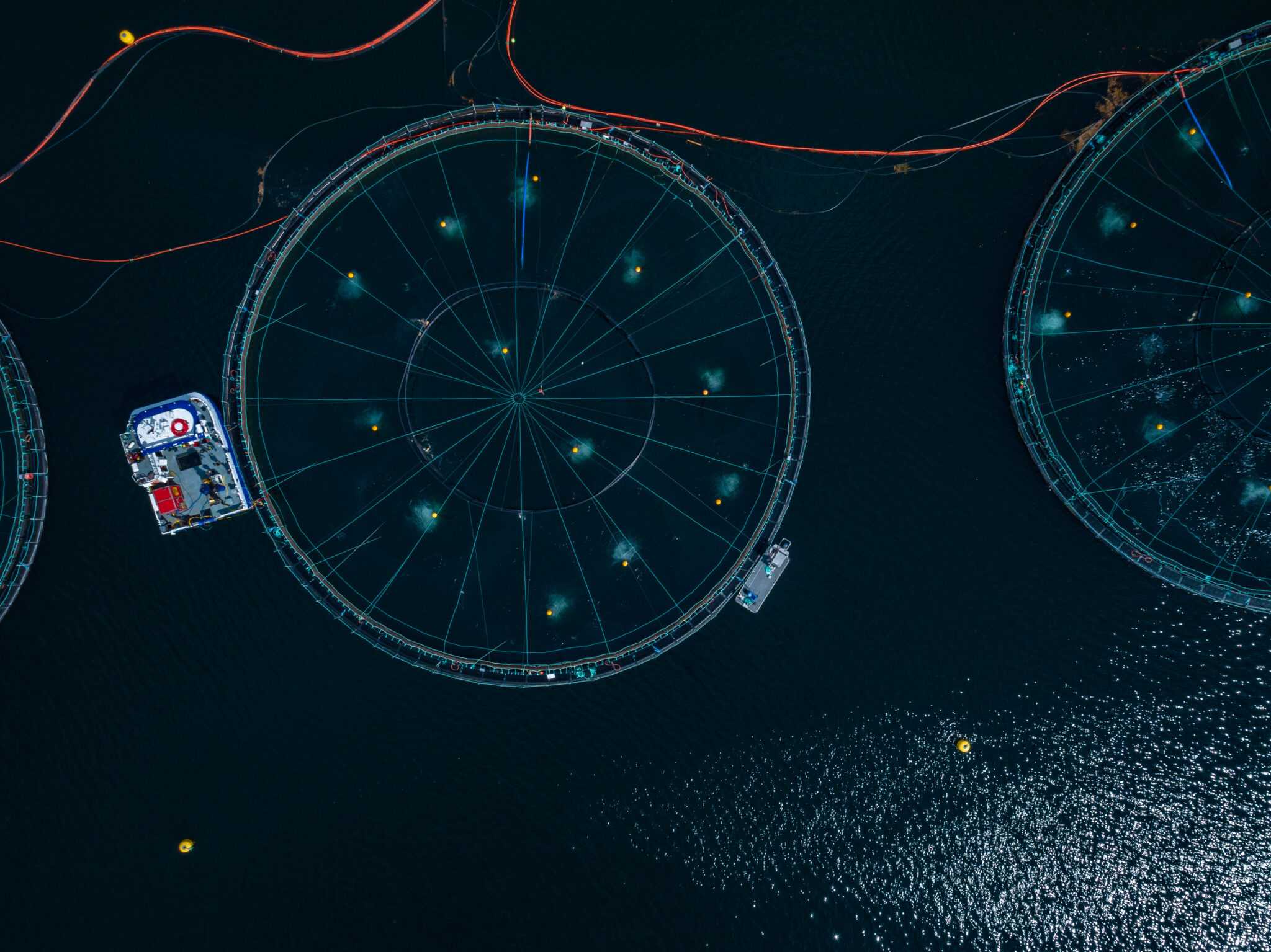 Grieg Seafood BC se asocia con startup de California para analizar datos oceanográficos