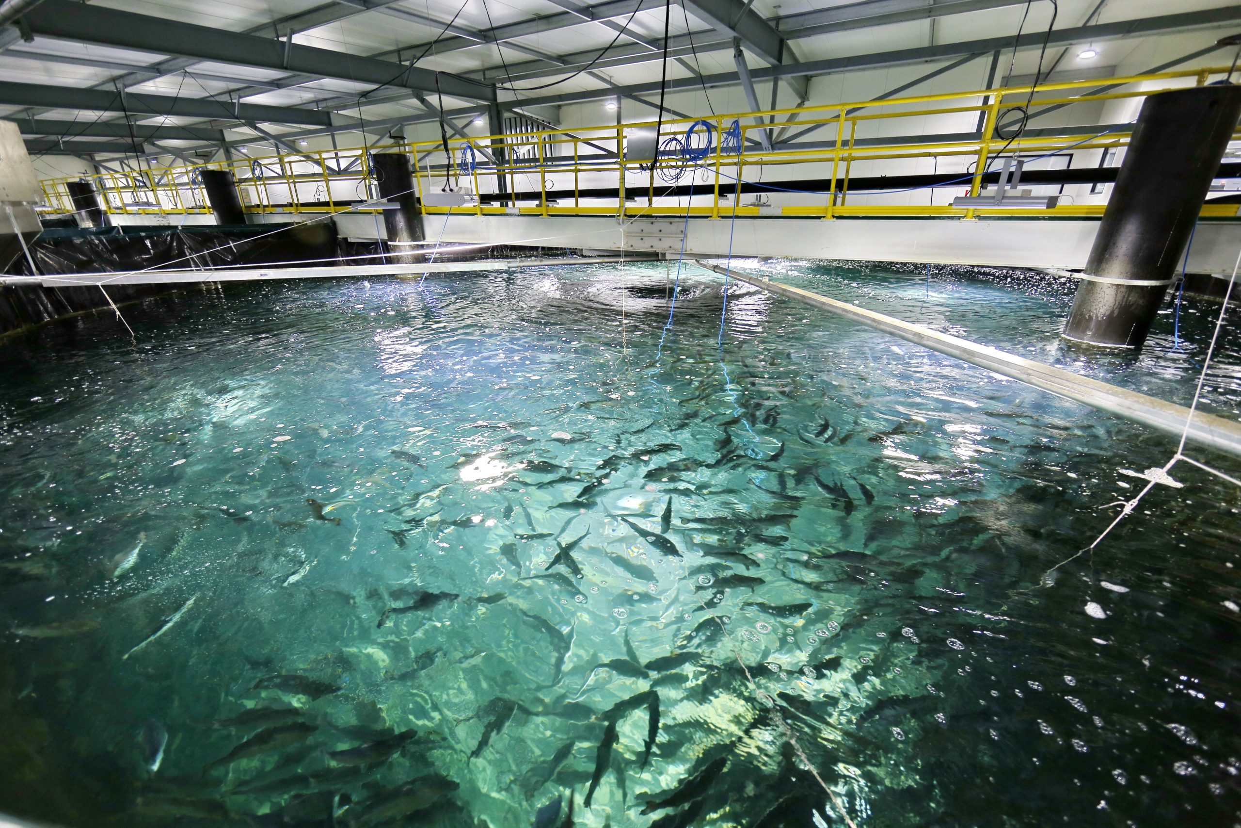 Vínculo con wherEX: Salmones Austral se refiere a su proyecto de piscicultura en Cochamó